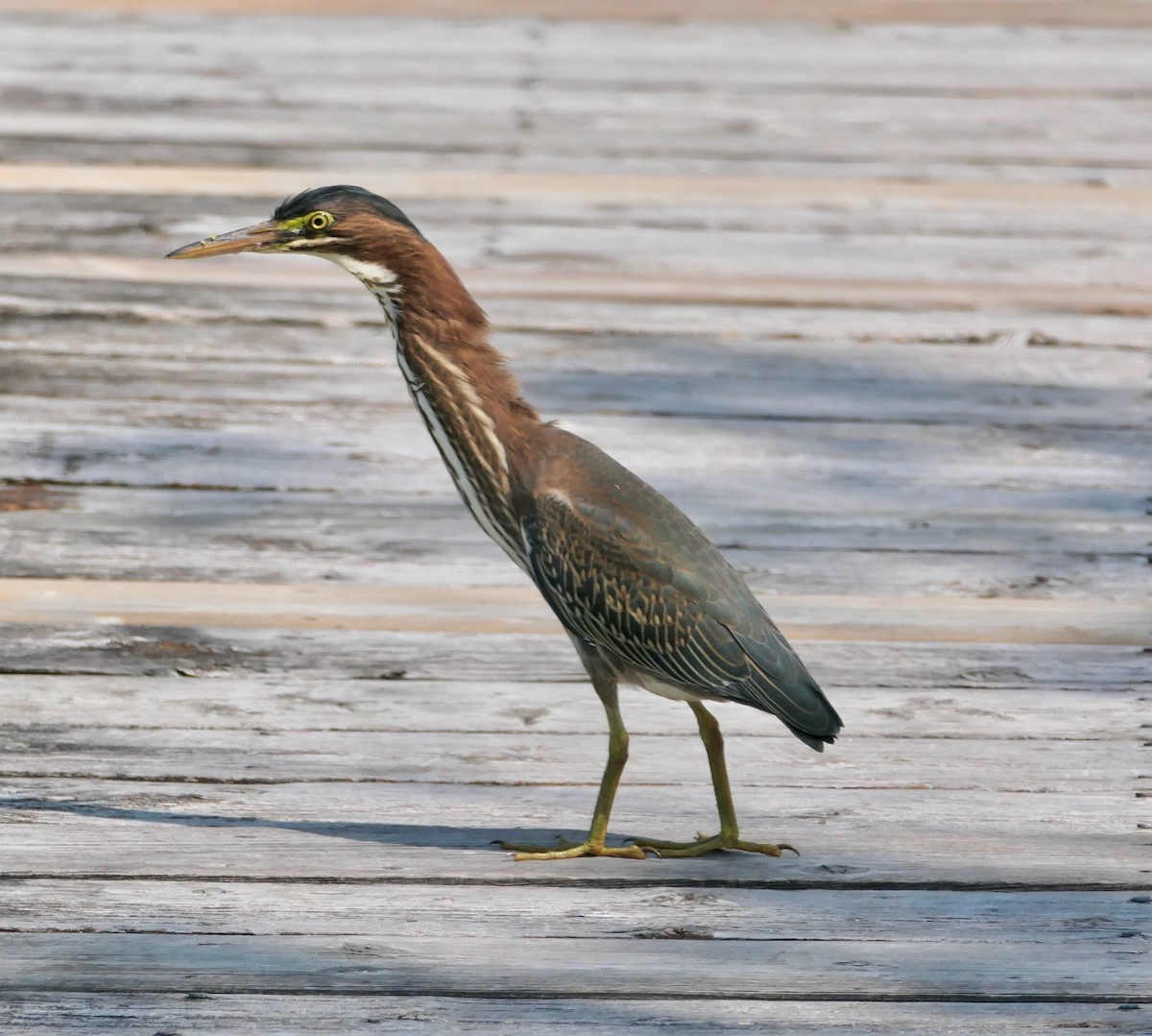 Green Heron - ML623768159