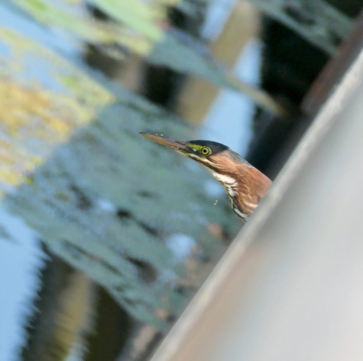 Green Heron - ML623768160