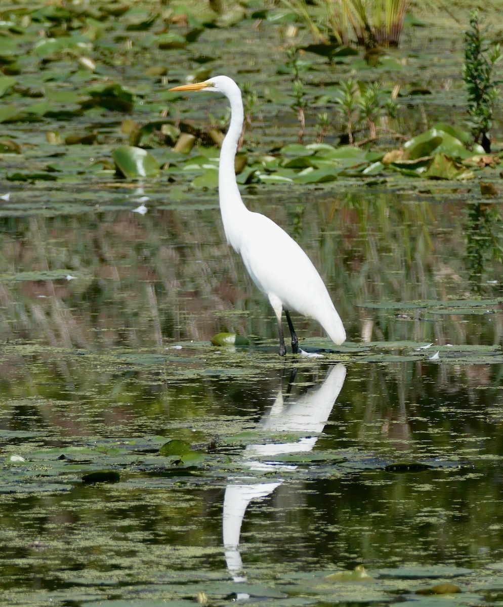 Great Egret - ML623768172