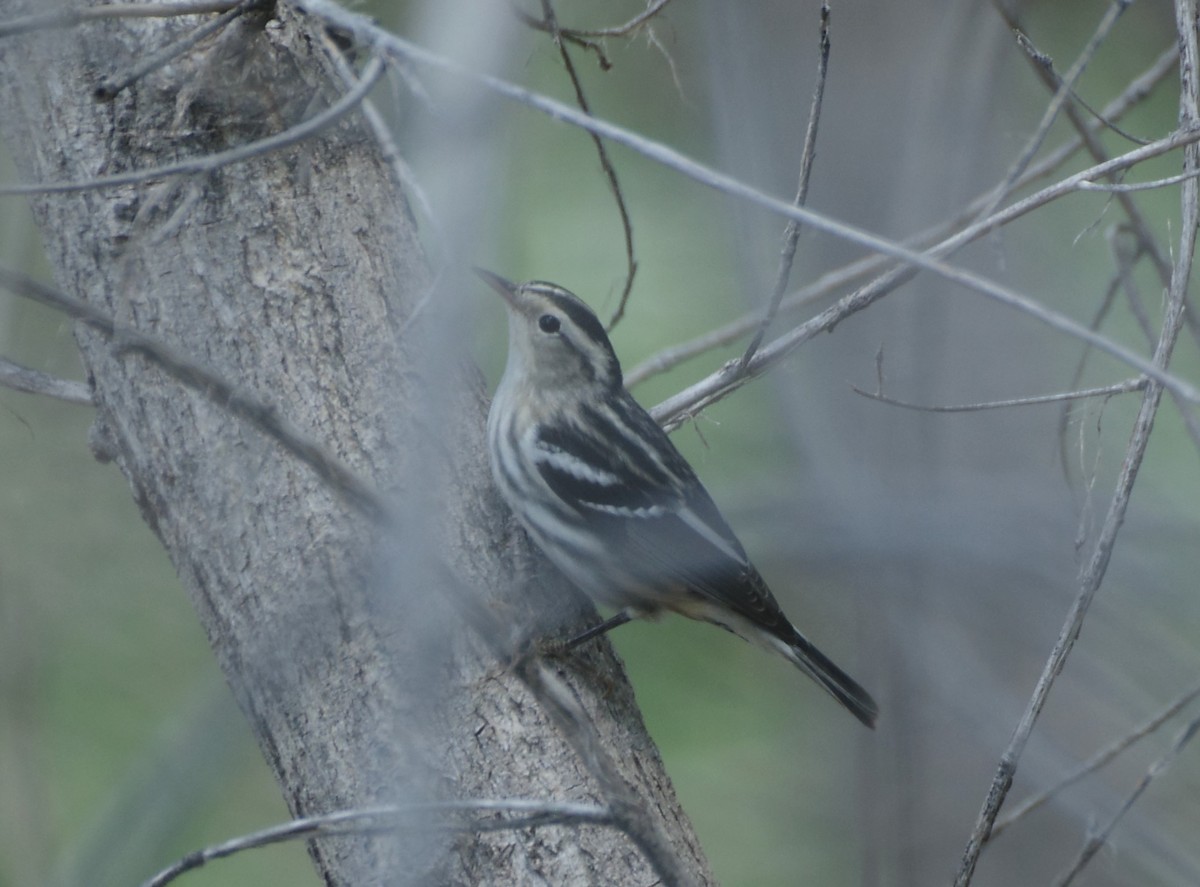 Black-and-white Warbler - ML623768177