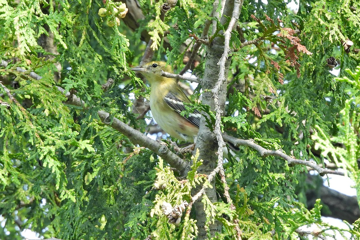Bay-breasted Warbler - ML623768181