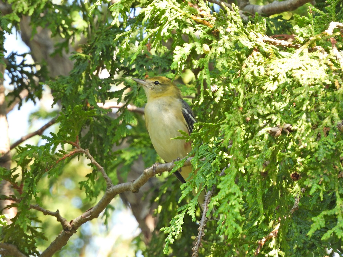 Bay-breasted Warbler - ML623768182