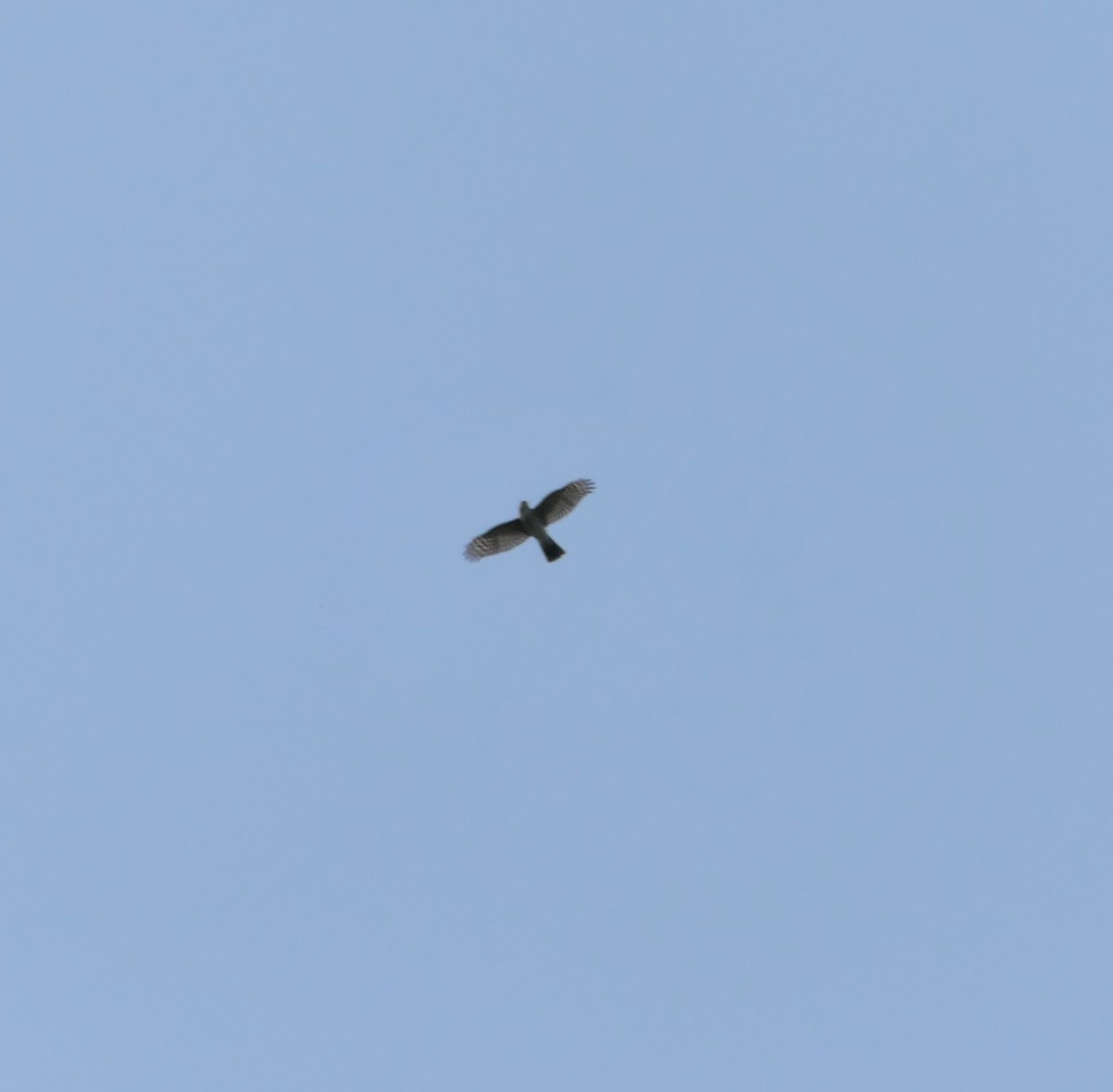 Sharp-shinned Hawk - ML623768185