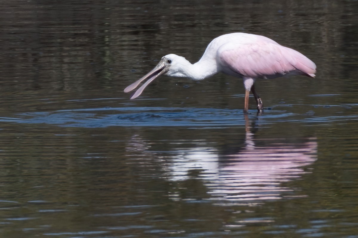 Roseate Spoonbill - ML623768198