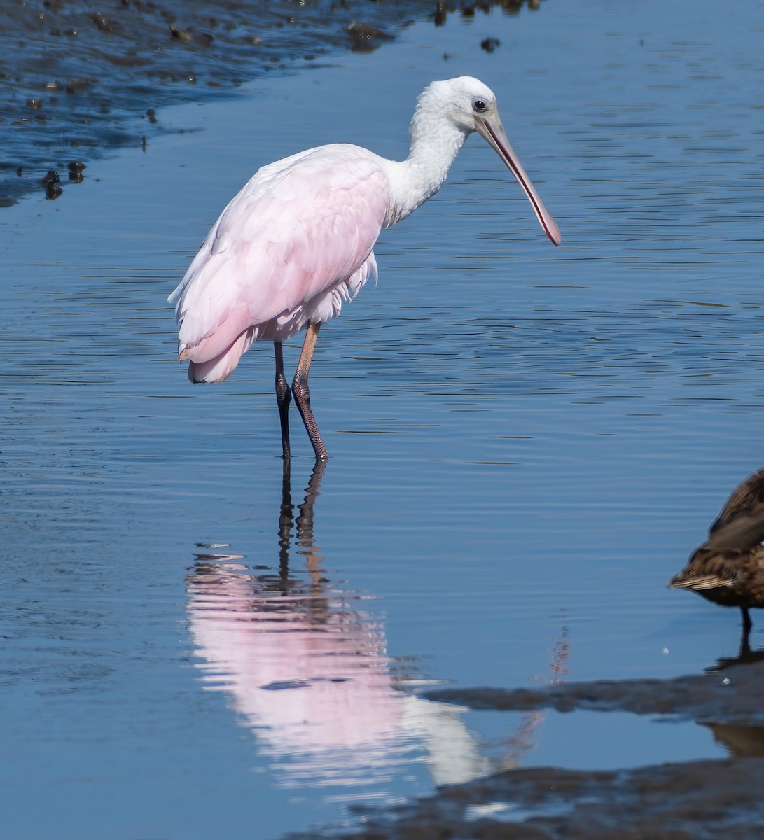 Roseate Spoonbill - ML623768199