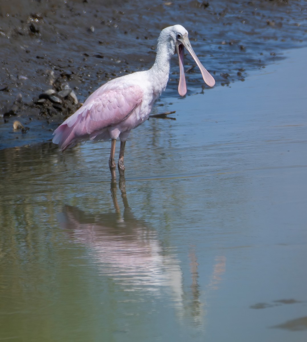 Roseate Spoonbill - Heather Van Dyk