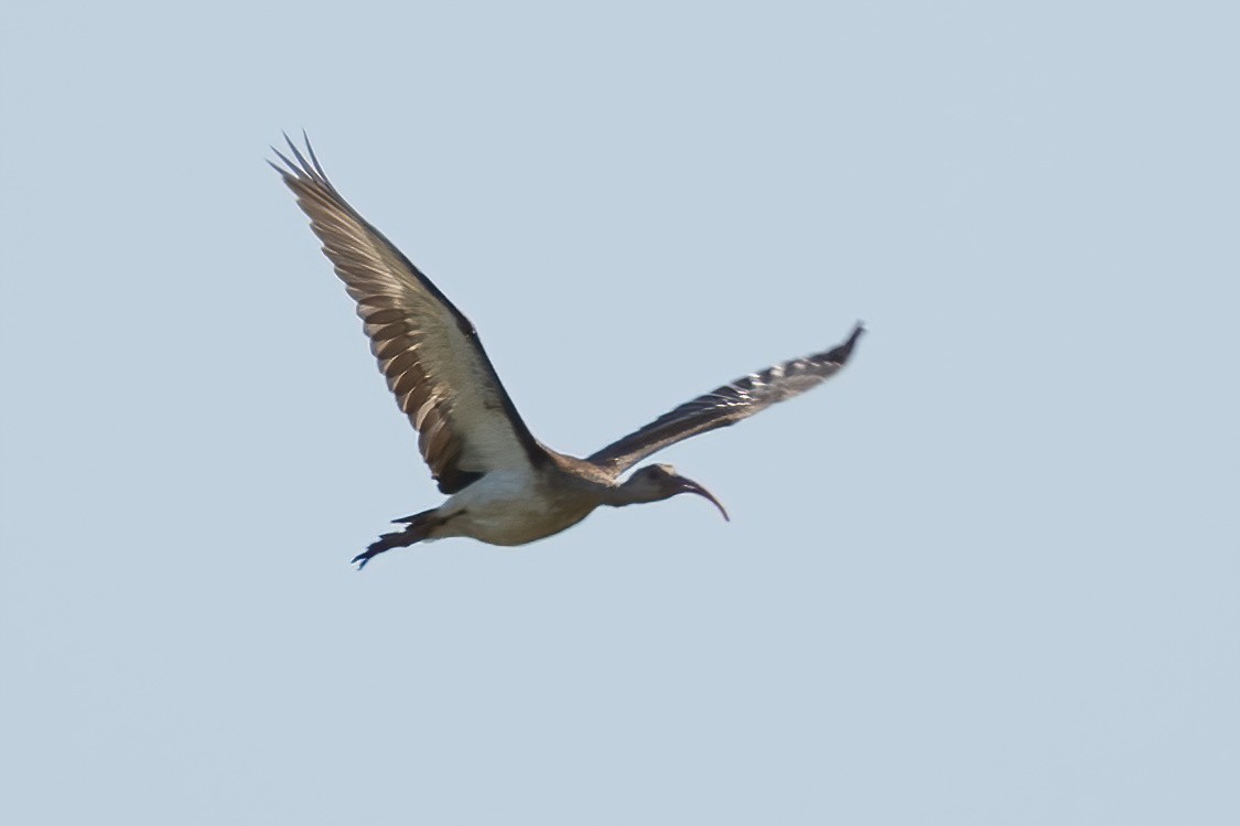 White Ibis - ML623768213