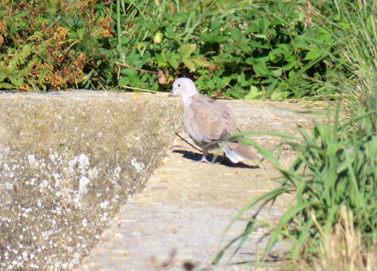 Eurasian Collared-Dove - ML623768235