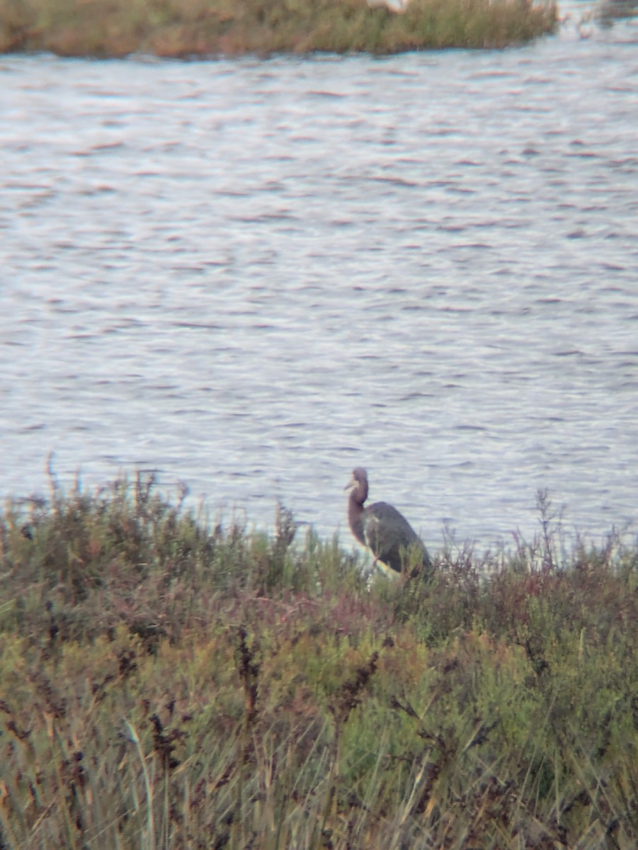 Tricolored Heron - ML623768258