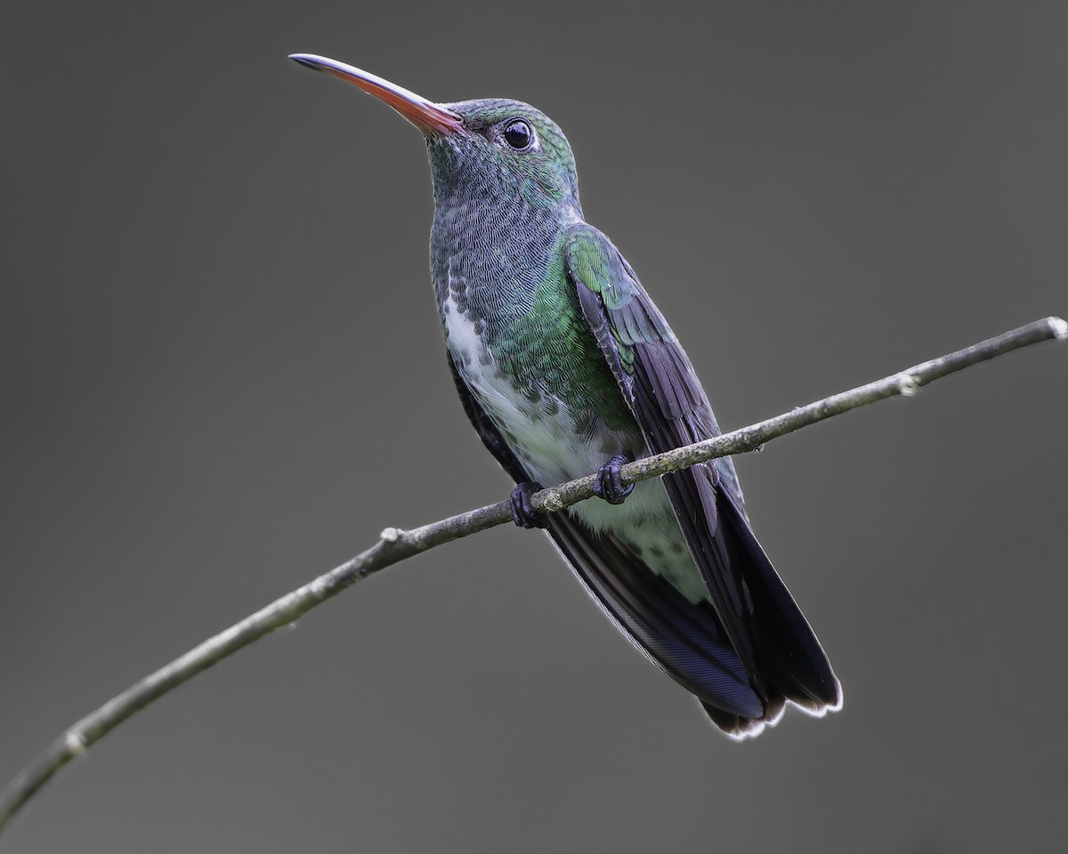 Glittering-throated Emerald - ML623768279