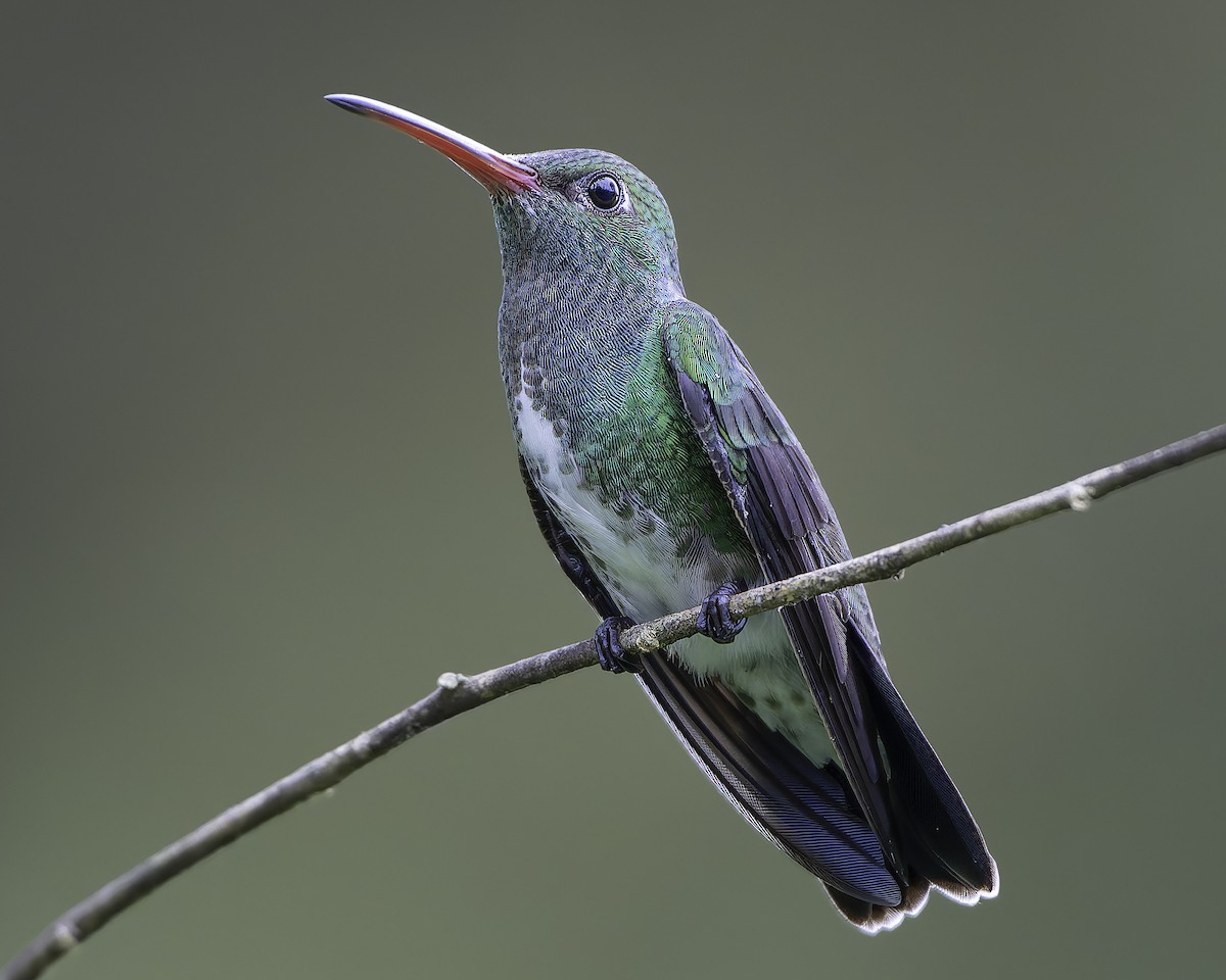 Glittering-throated Emerald - ML623768280