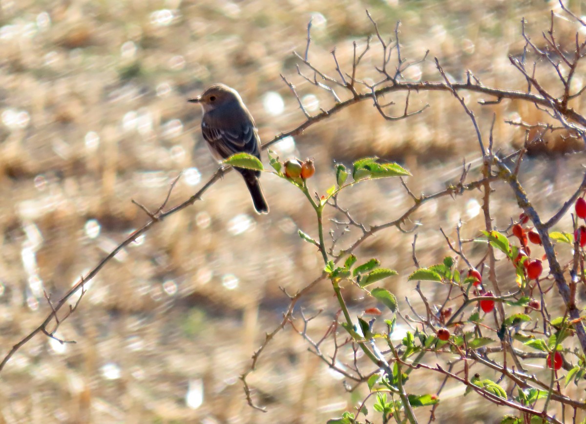 European Pied Flycatcher - ML623768284