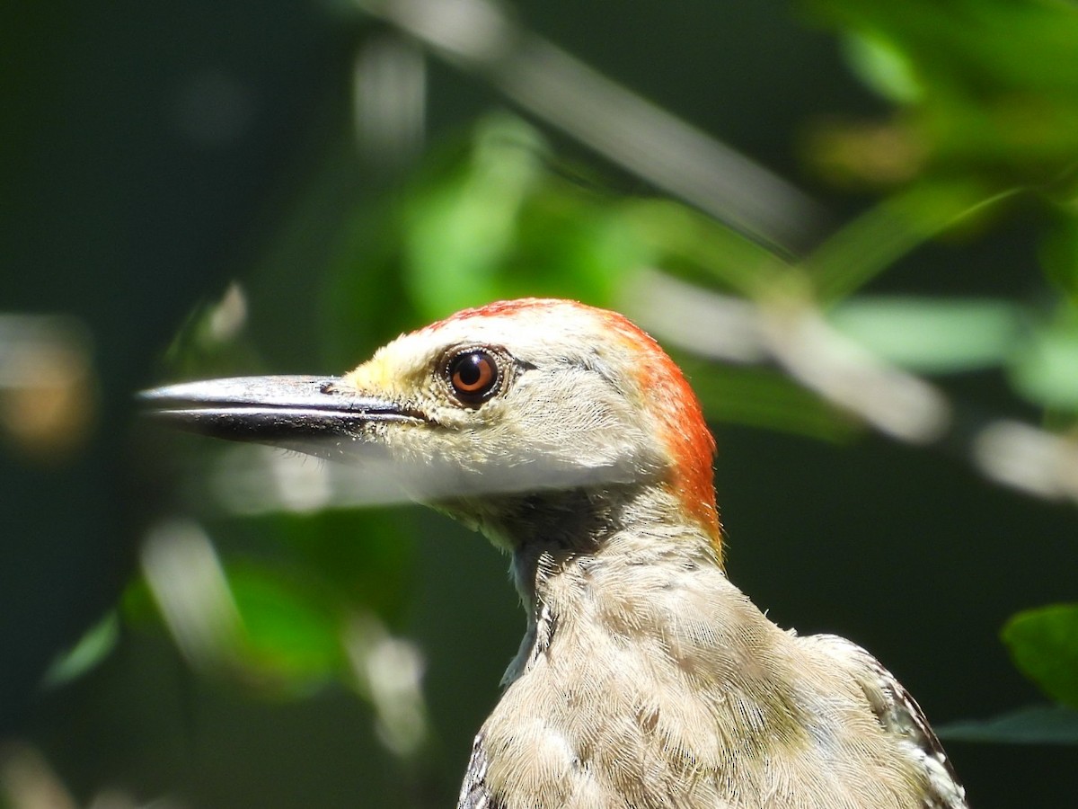 Golden-fronted Woodpecker - ML623768295