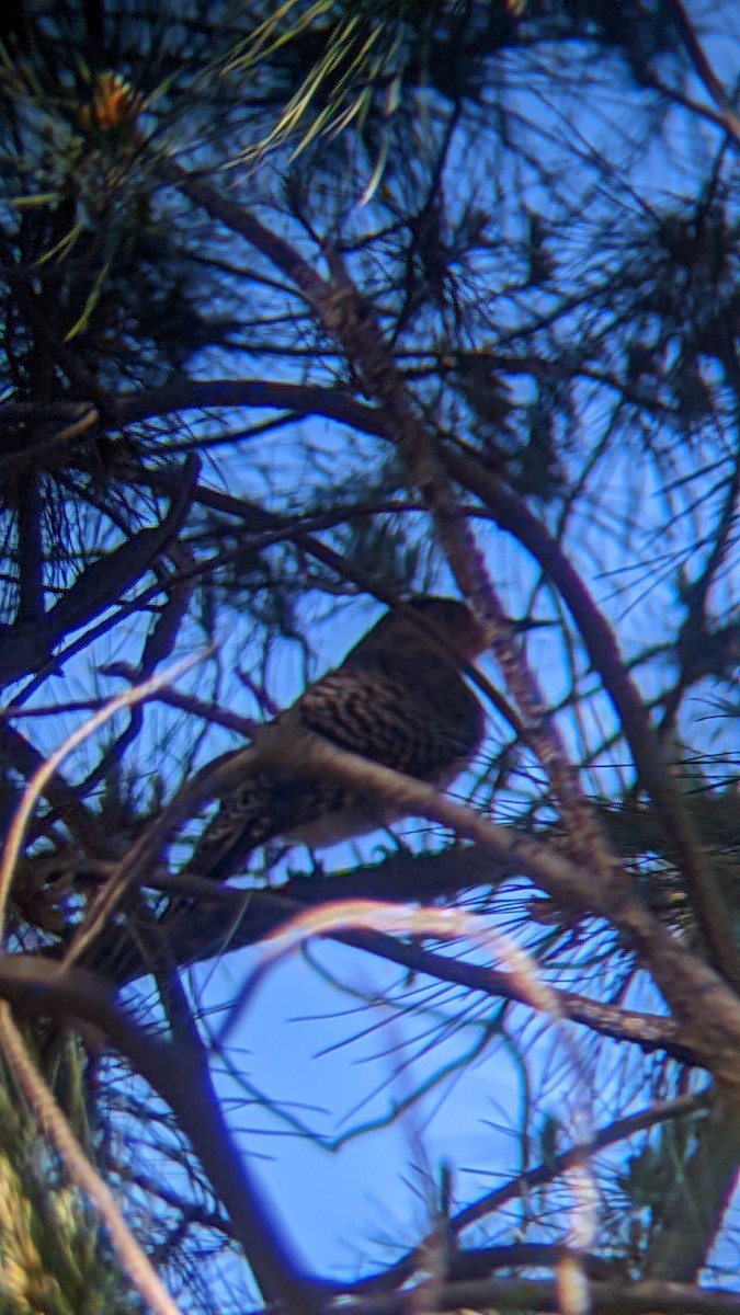 Chilean Flicker - ML623768309