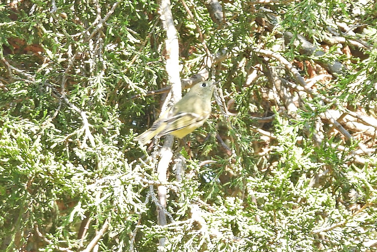Ruby-crowned Kinglet - ML623768313