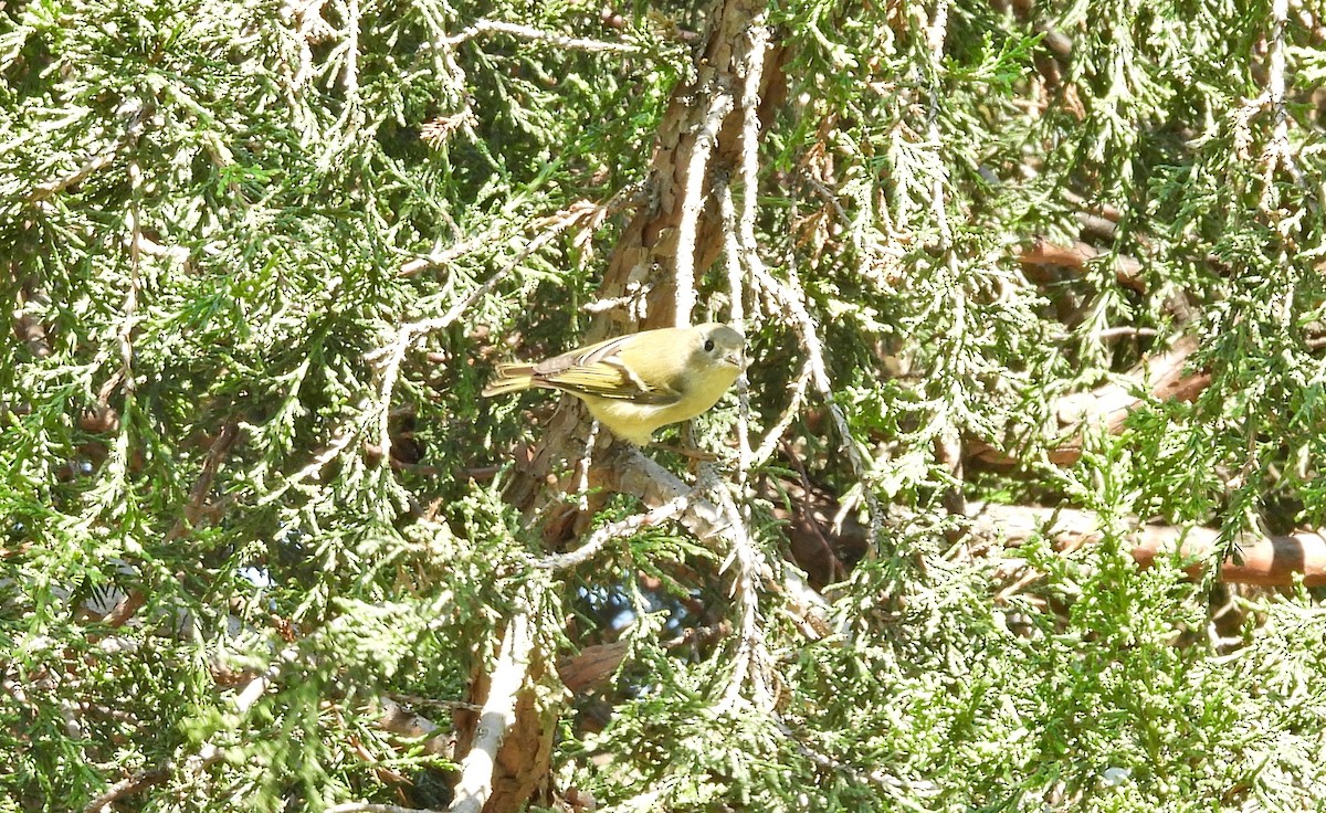 Ruby-crowned Kinglet - ML623768314