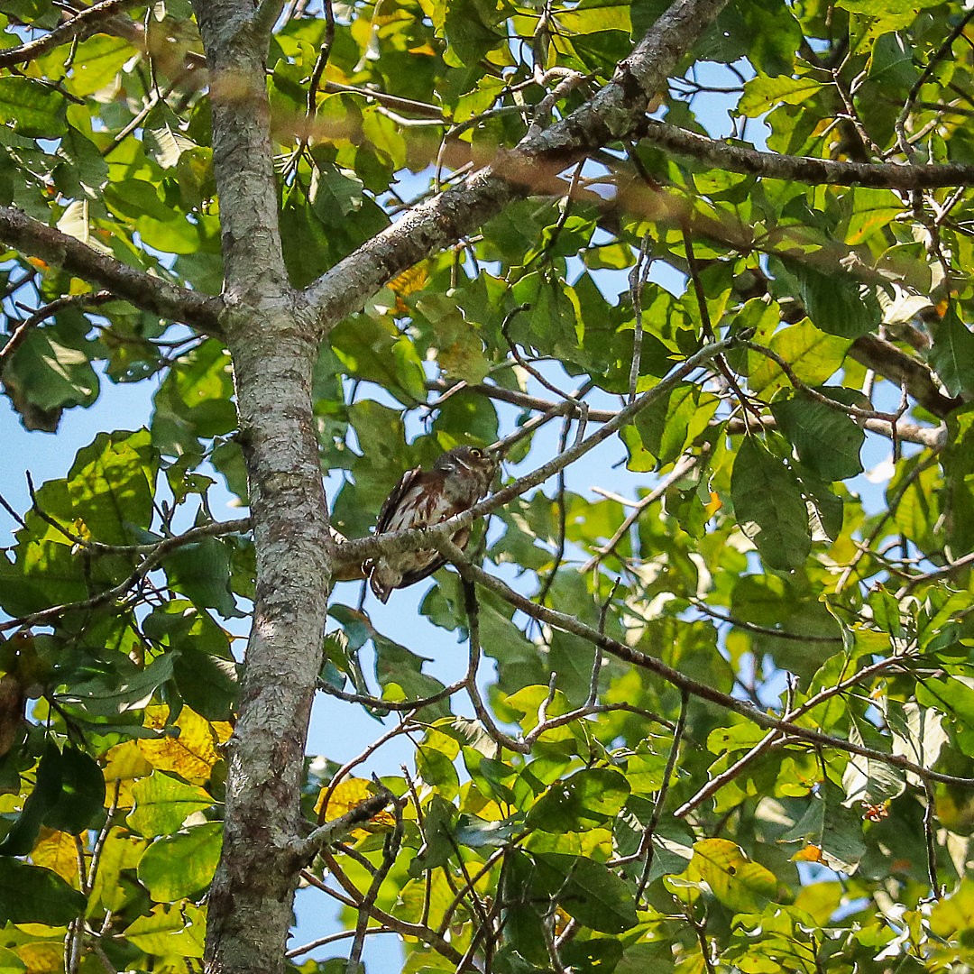 Amazonian Pygmy-Owl - ML623768316