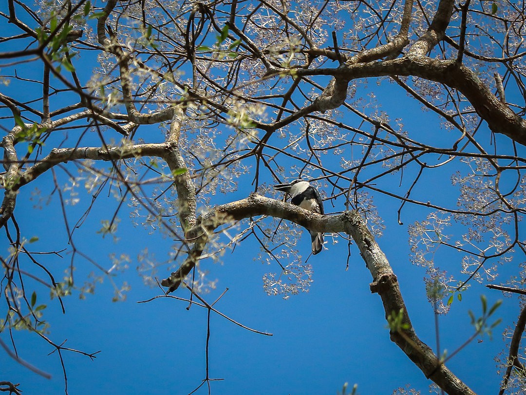 White-necked Puffbird - ML623768324