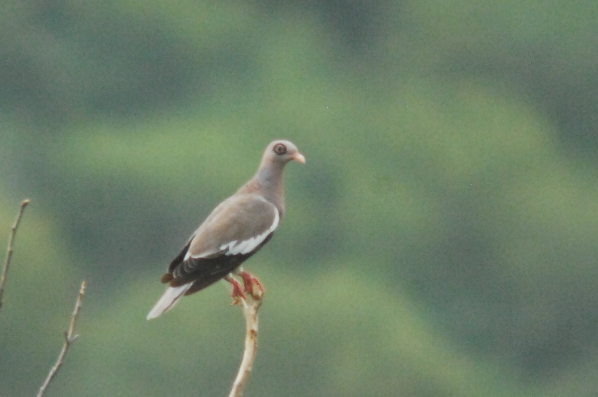 Bare-eyed Pigeon - ML623768351