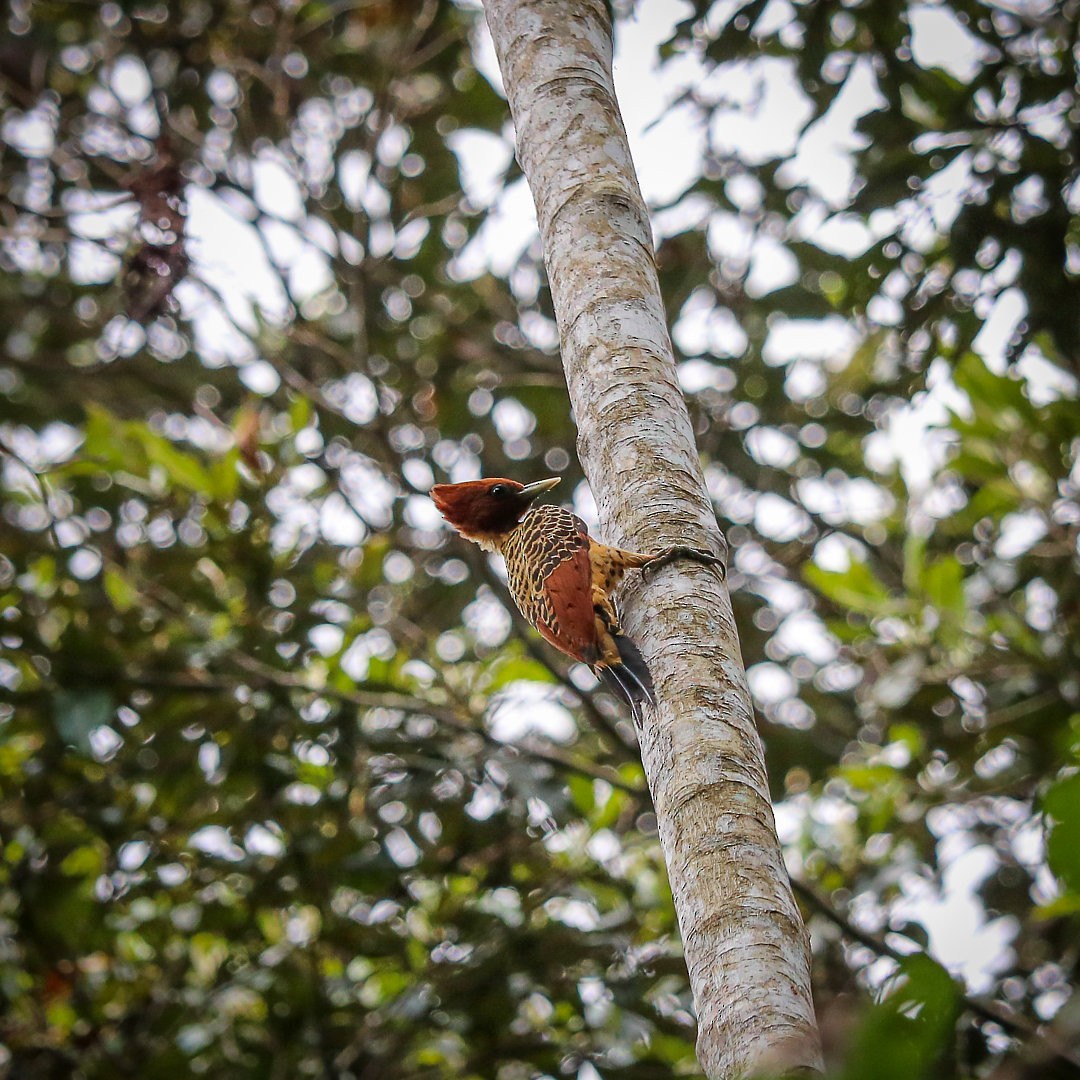 Rufous-headed Woodpecker - ML623768378