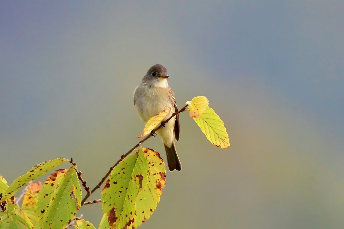 Eastern Wood-Pewee - Seth Honig