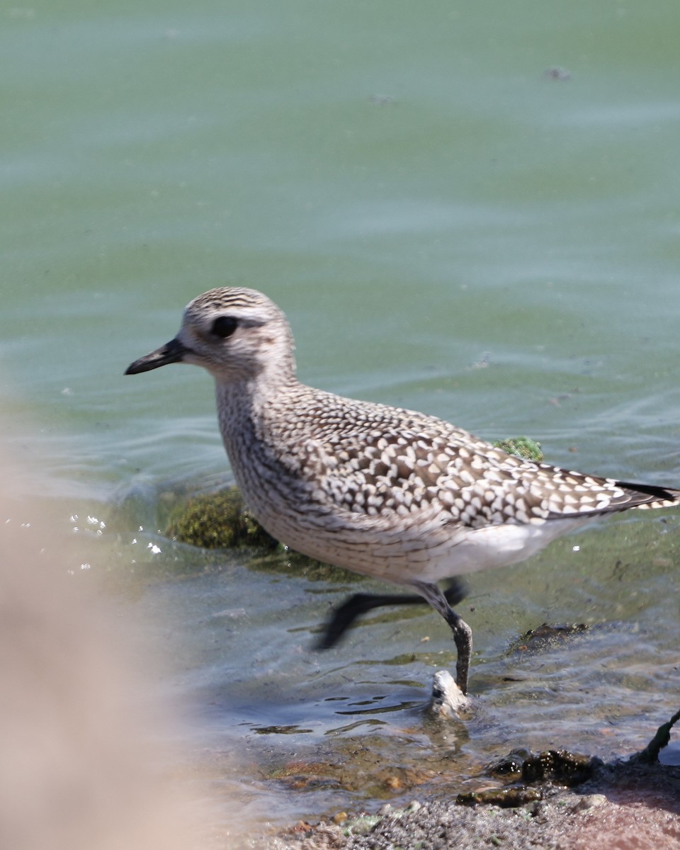 Black-bellied Plover - ML623768392