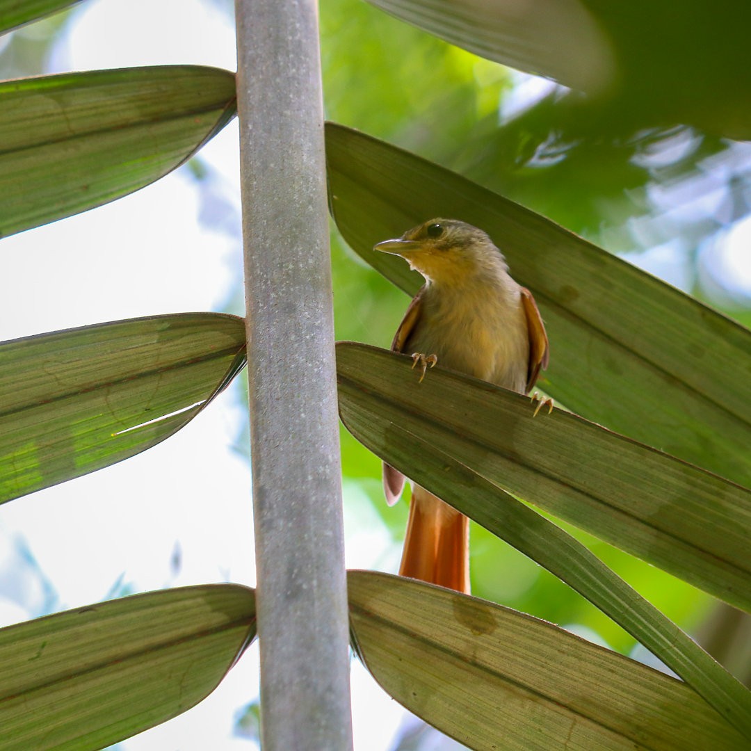 Chestnut-winged Foliage-gleaner - ML623768398