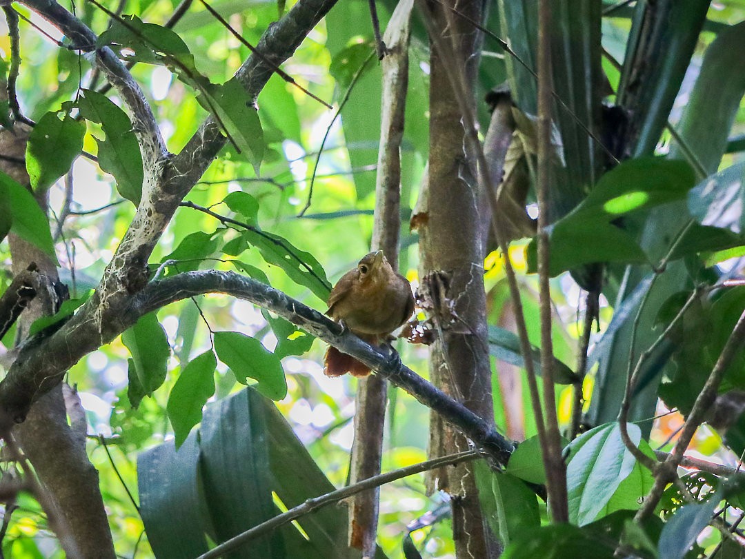 Ochre-throated Foliage-gleaner - ML623768445