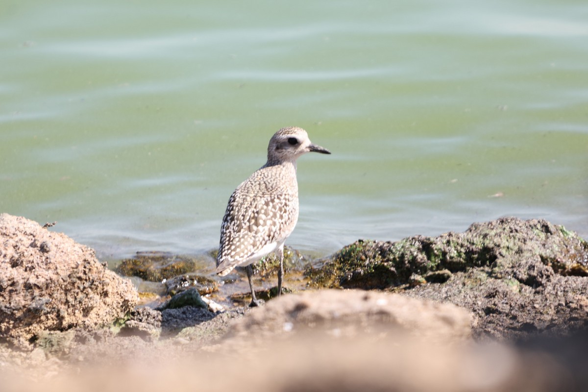 Black-bellied Plover - ML623768468