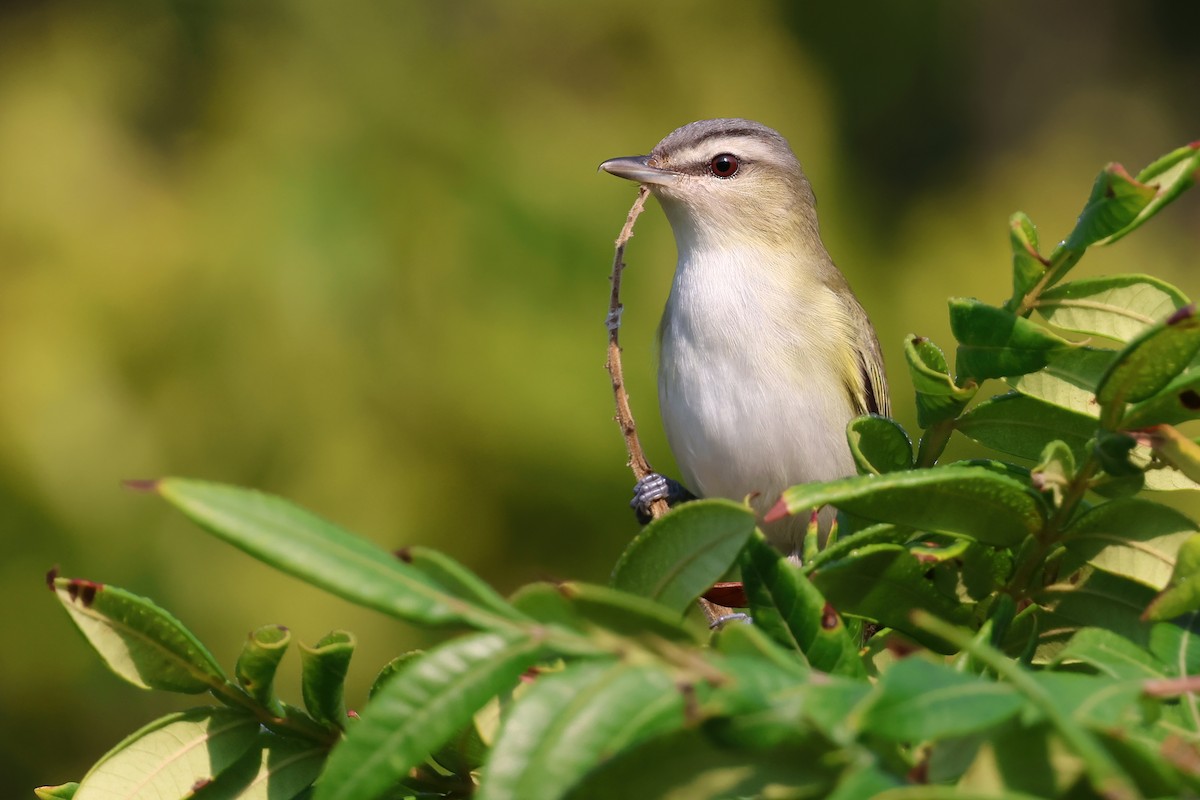 Red-eyed Vireo - ML623768470