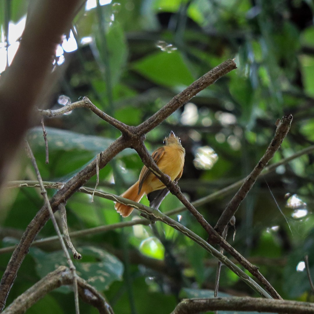 Ruddy-tailed Flycatcher - ML623768471