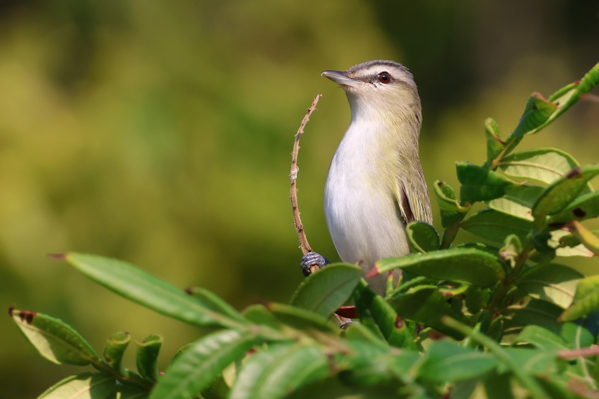 Red-eyed Vireo - ML623768491