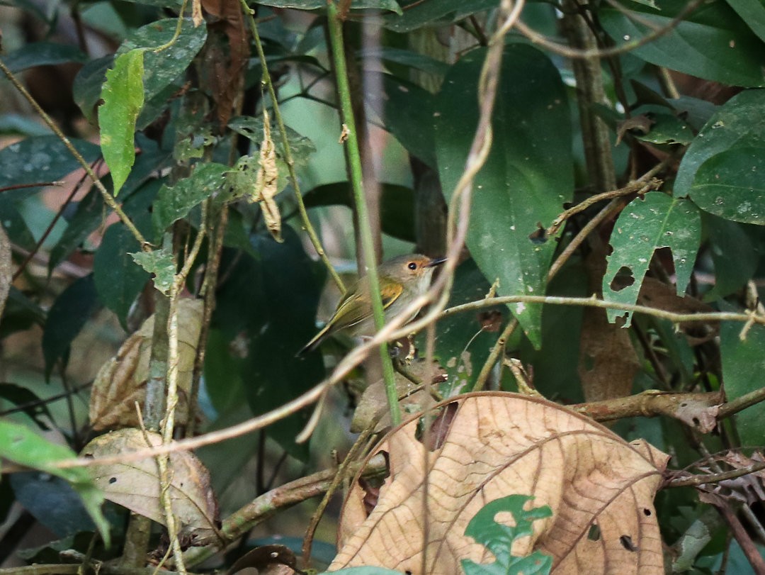 Rusty-fronted Tody-Flycatcher - ML623768494