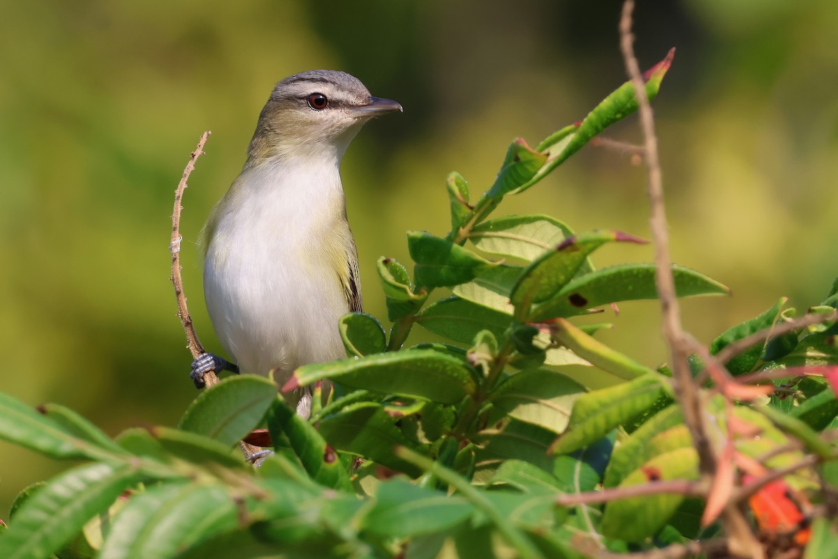 Red-eyed Vireo - ML623768499