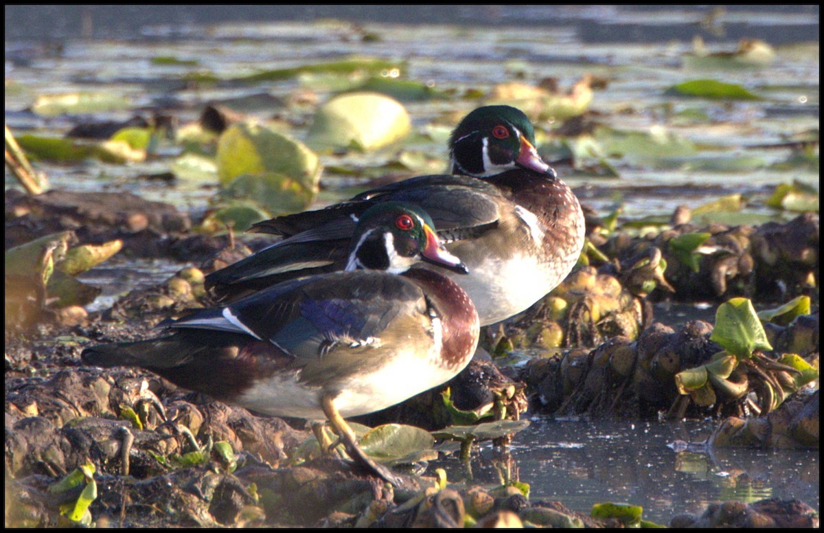 Wood Duck - ML623768514