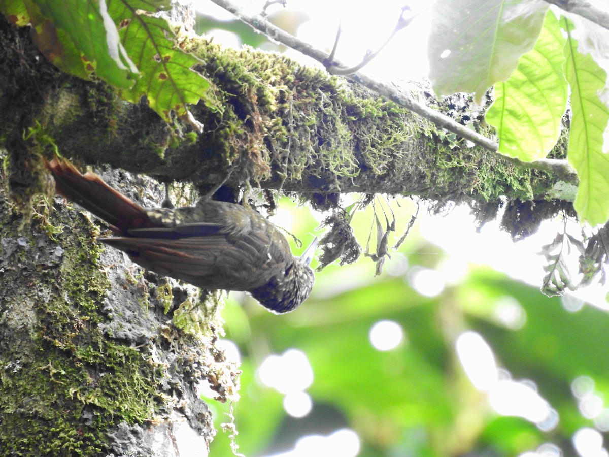 Olive-backed Woodcreeper - ML623768521