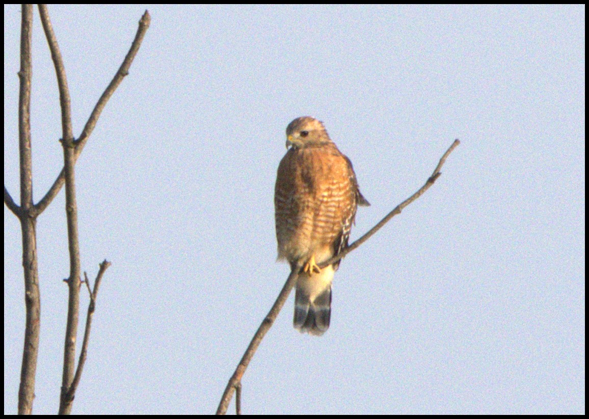 Red-shouldered Hawk - ML623768533