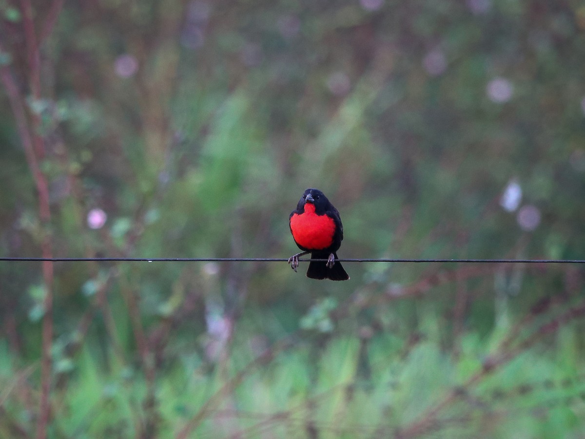 Red-breasted Meadowlark - ML623768537