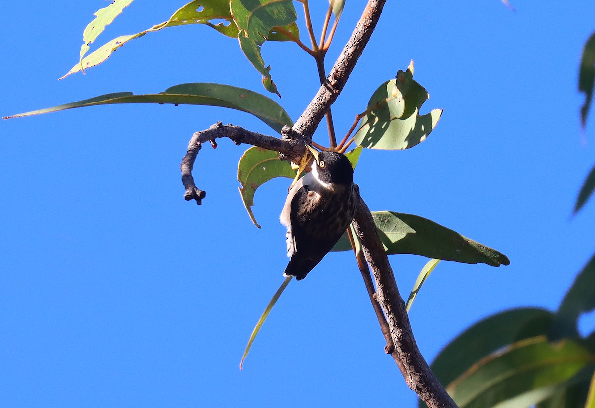 Varied Sittella - ML623768541