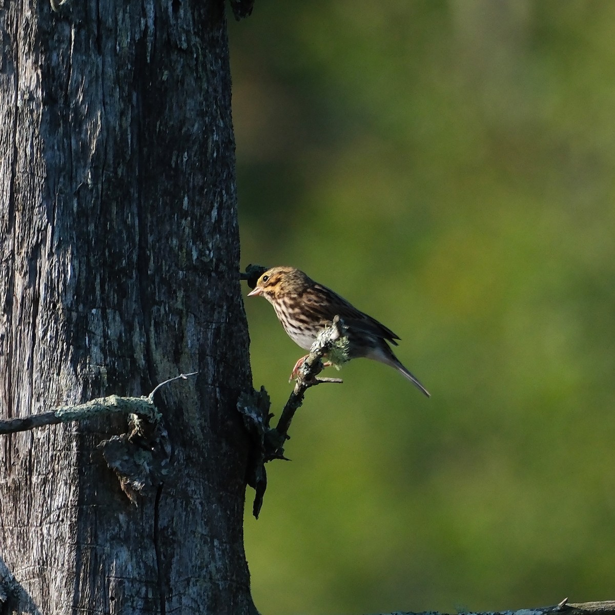 Savannah Sparrow - ML623768546
