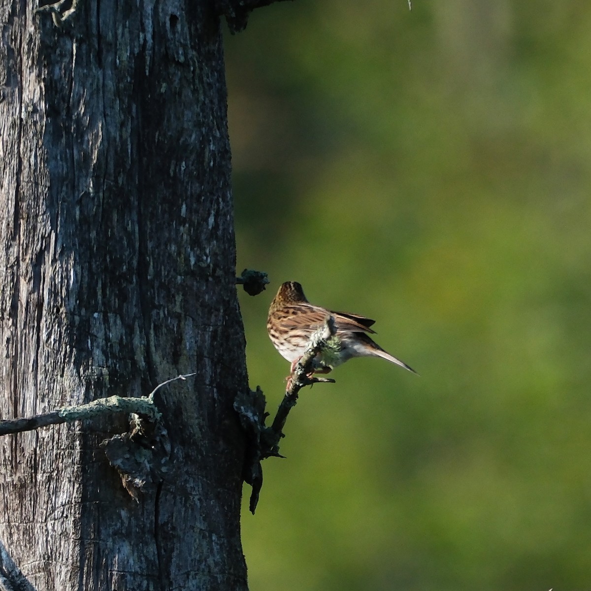 Savannah Sparrow - ML623768547