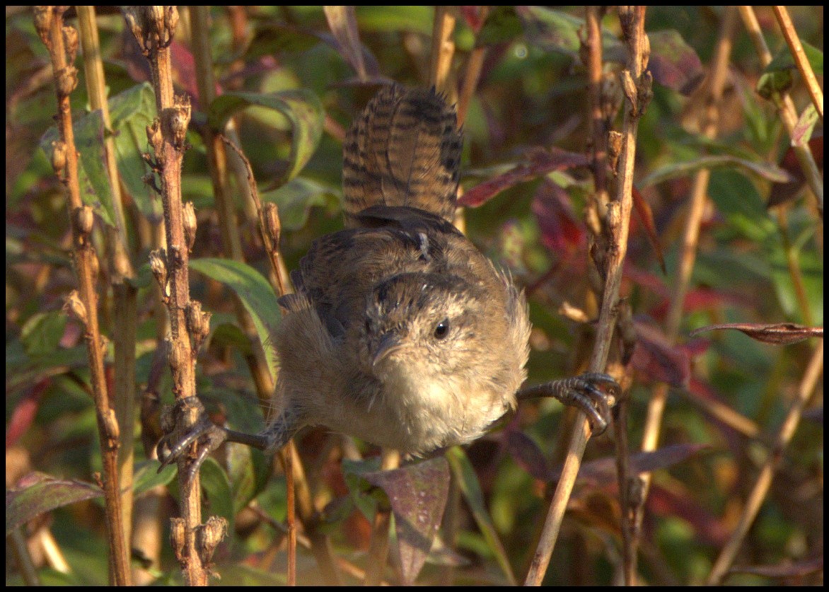 Marsh Wren - ML623768548