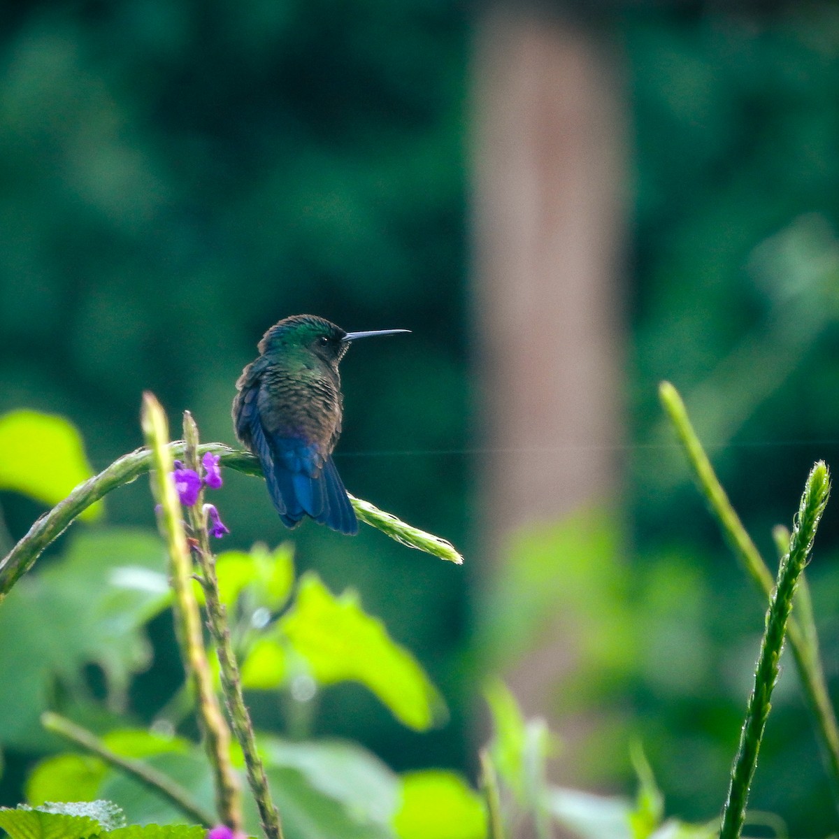 Blue-vented Hummingbird - ML623768550