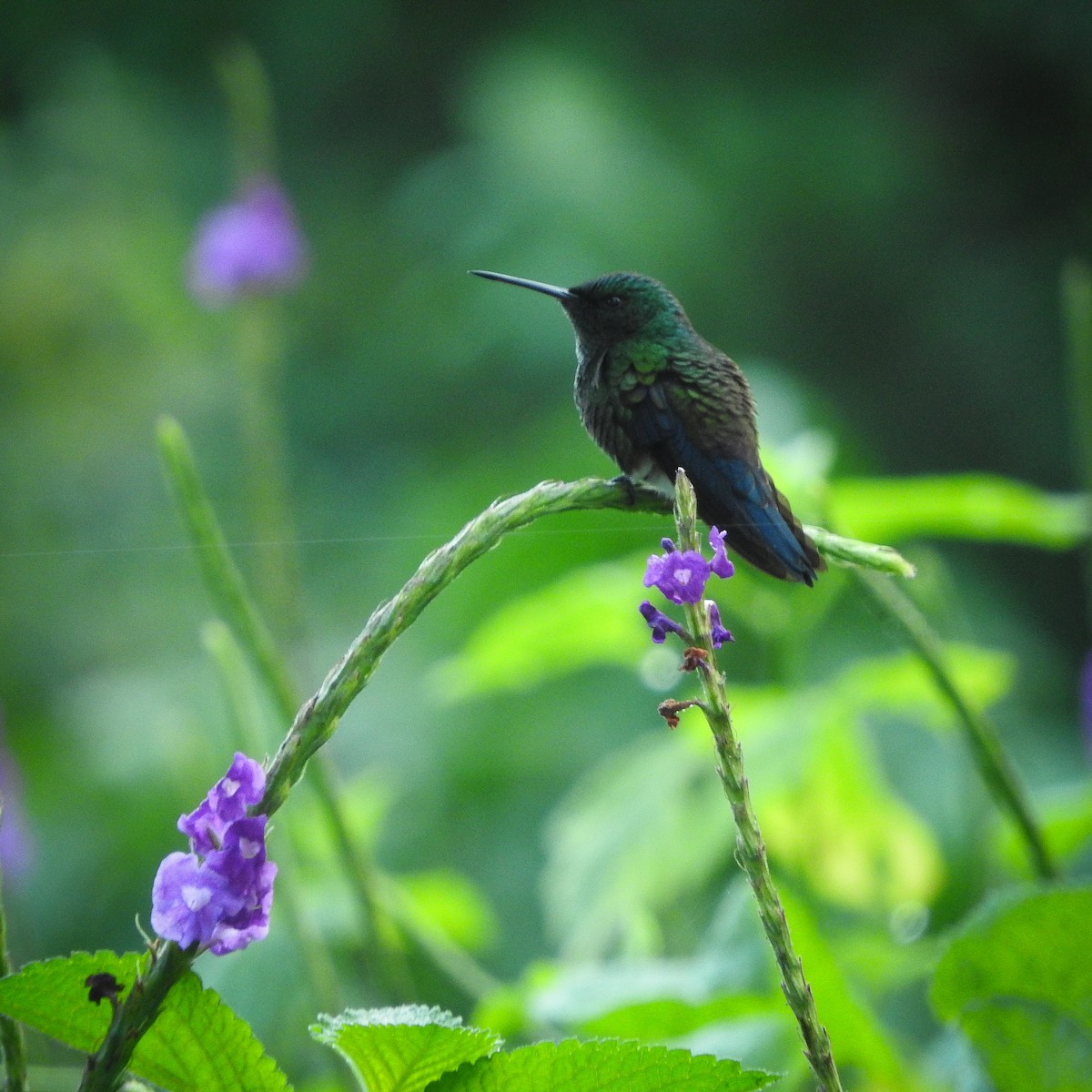 Blue-vented Hummingbird - ML623768551