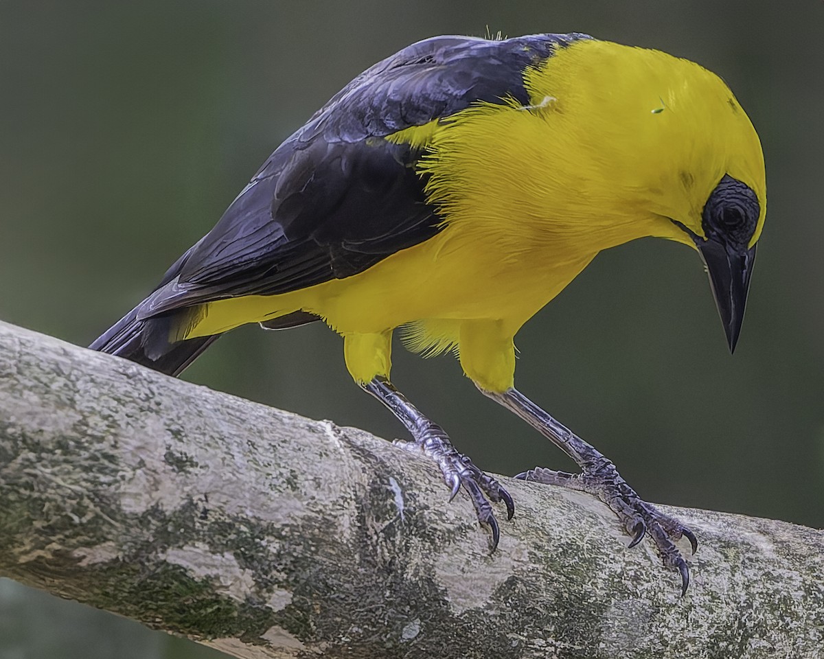 Oriole Blackbird - ML623768575