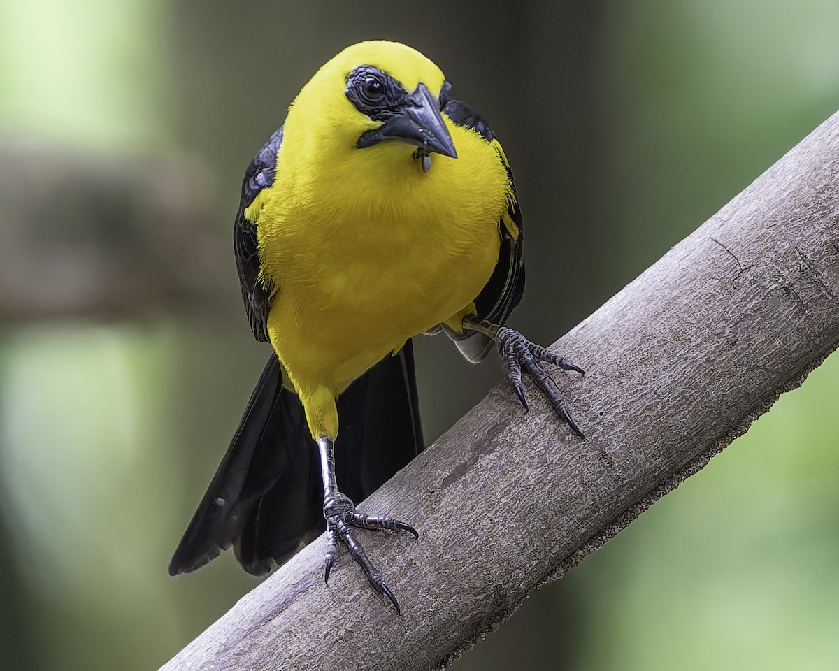 Oriole Blackbird - ML623768576