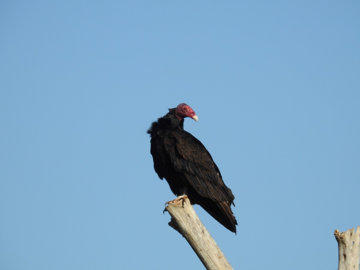 Turkey Vulture - ML623768578