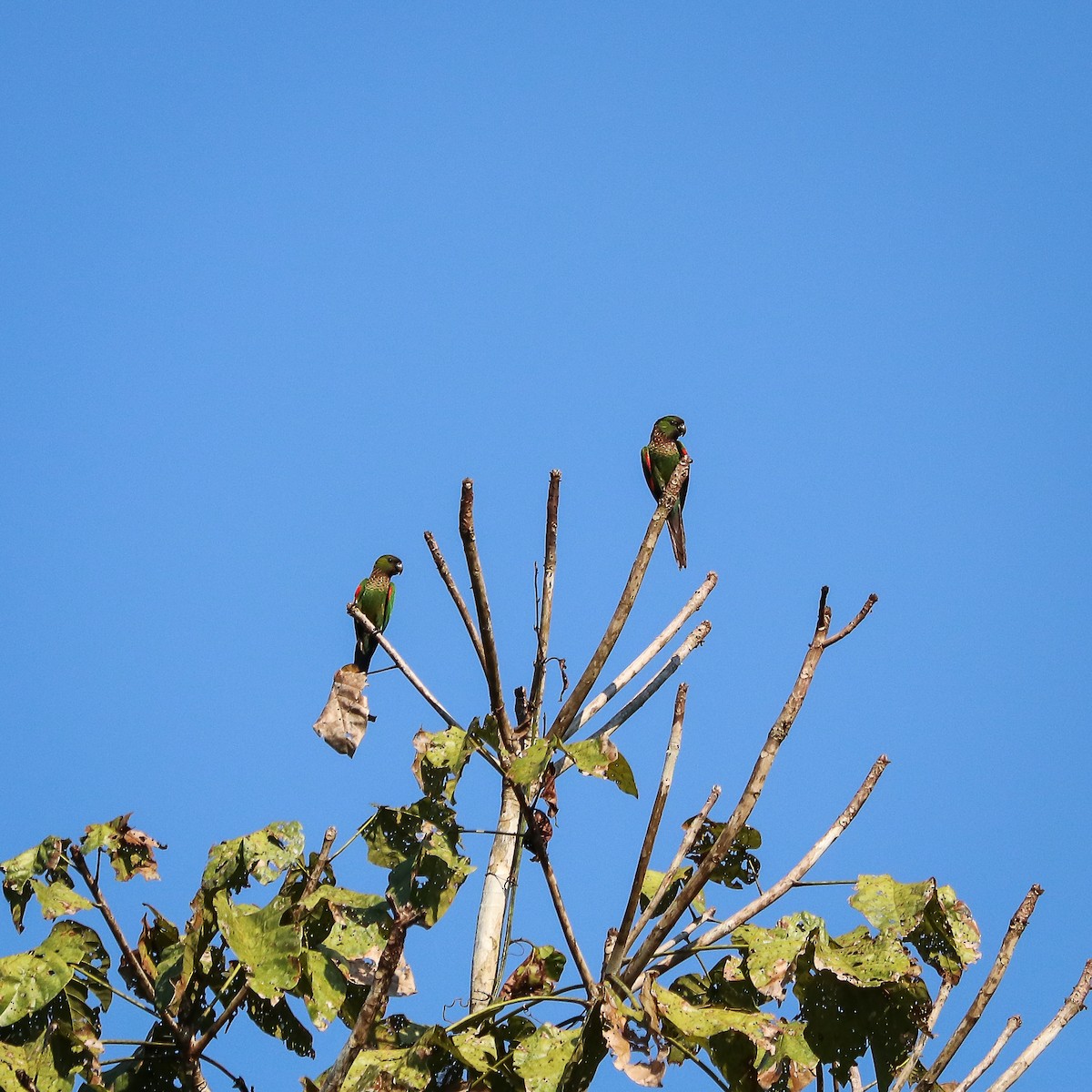 Black-capped Parakeet - ML623768584