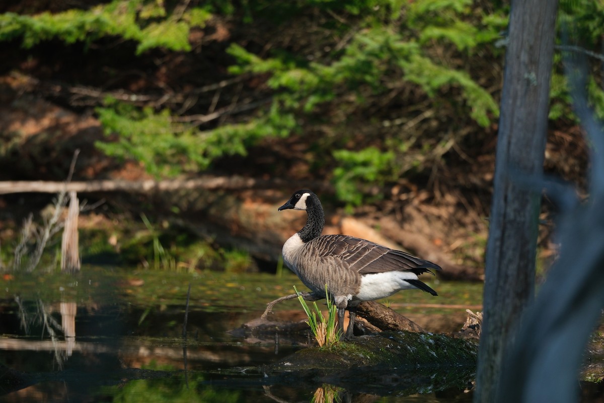 Canada Goose - ML623768590