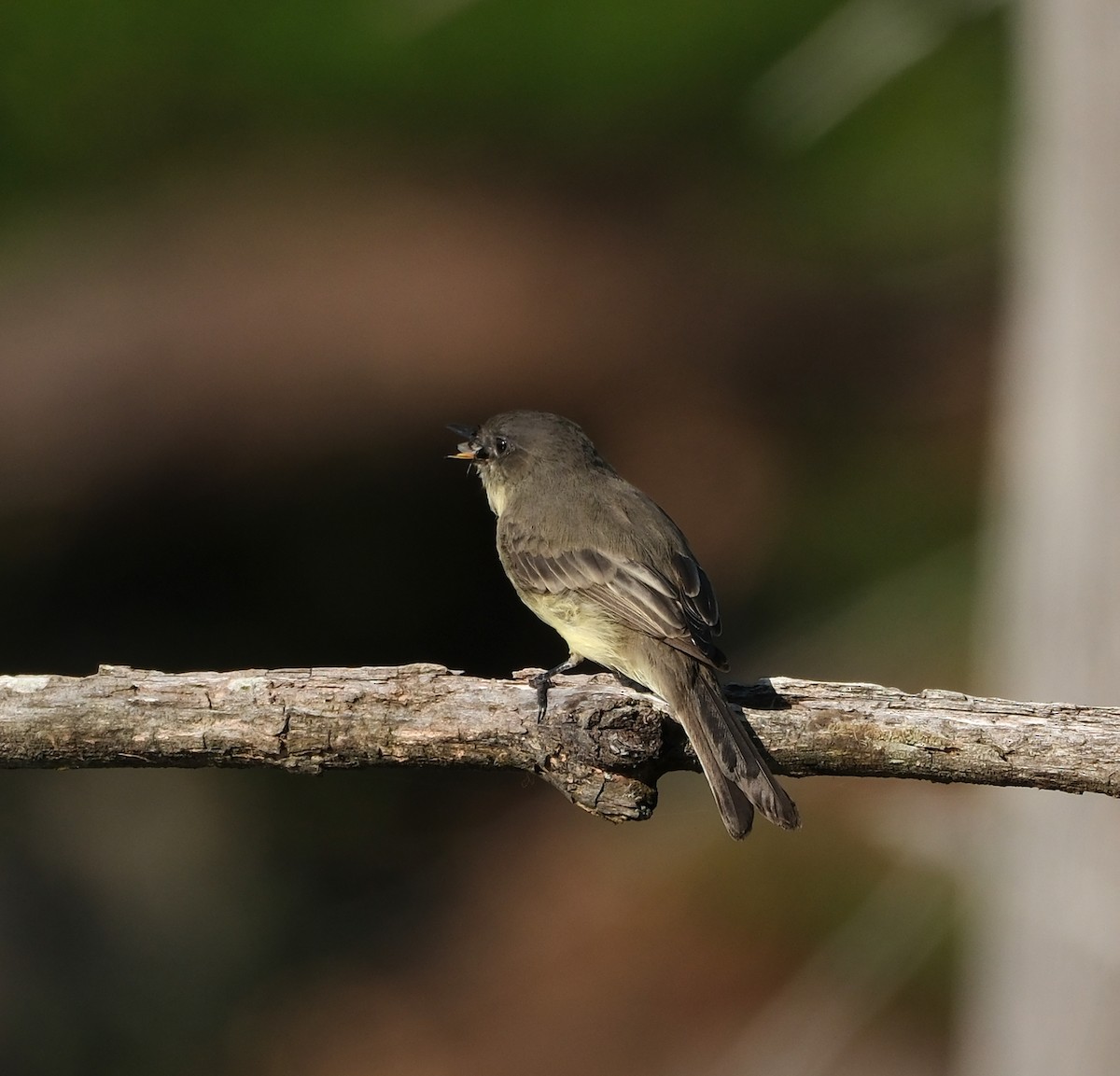 Eastern Phoebe - ML623768620